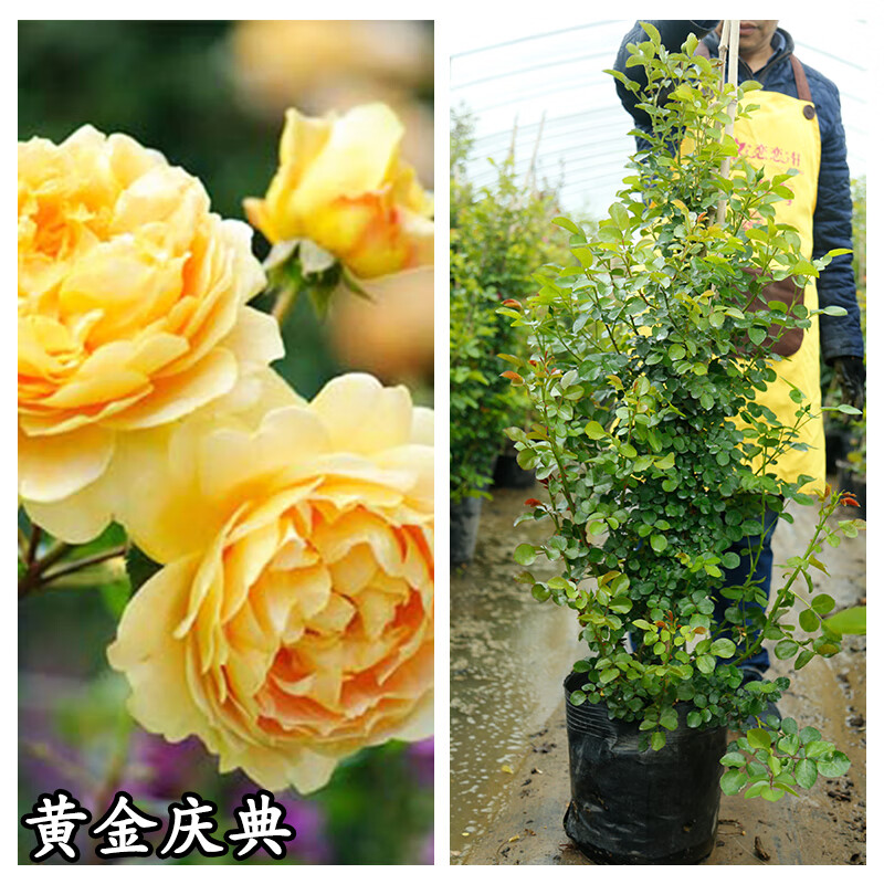 藤本欧月爬藤大苗月季花苗特大花 欧月龙沙宝石月季花盆栽带花苞 金色