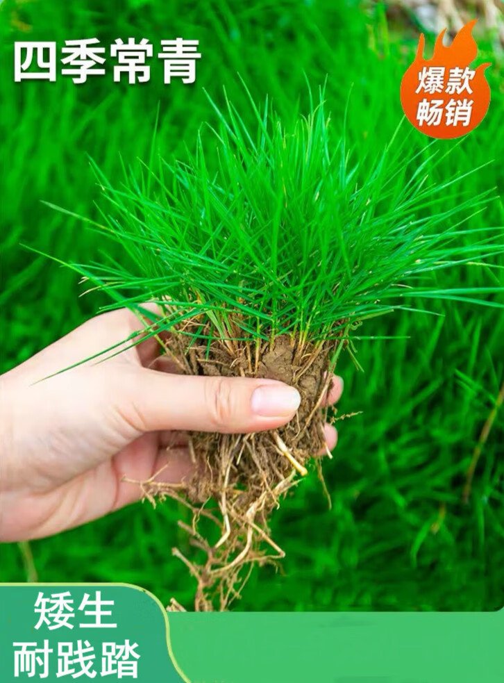刘不丁矮生庭院地毯草坪绿化籽子别墅高尔夫草籽四季常青黑麦草耐践踏