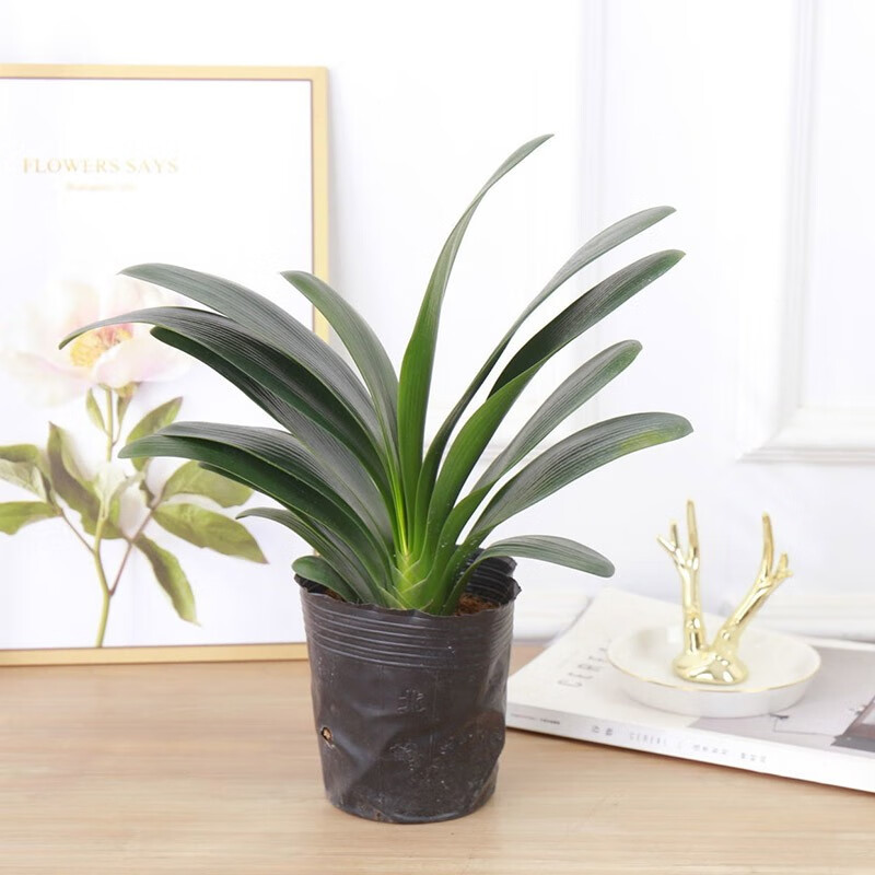 心卉如一【散光少水】君子兰盆栽绿植花卉当年开花绿植圆头宽叶君子兰