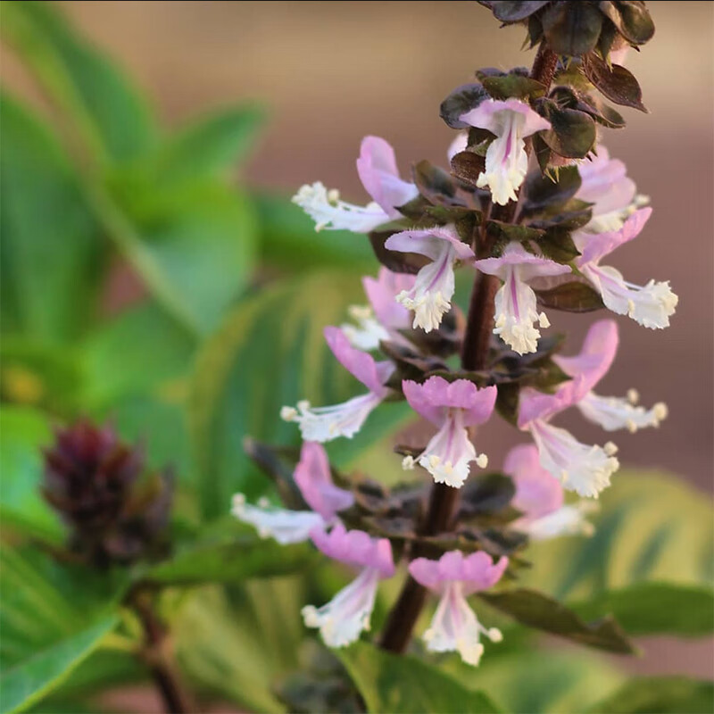 芗苒罗勒种子盆栽苗种孑种甜罗勒小叶食用香草种籽 罗勒种子一斤