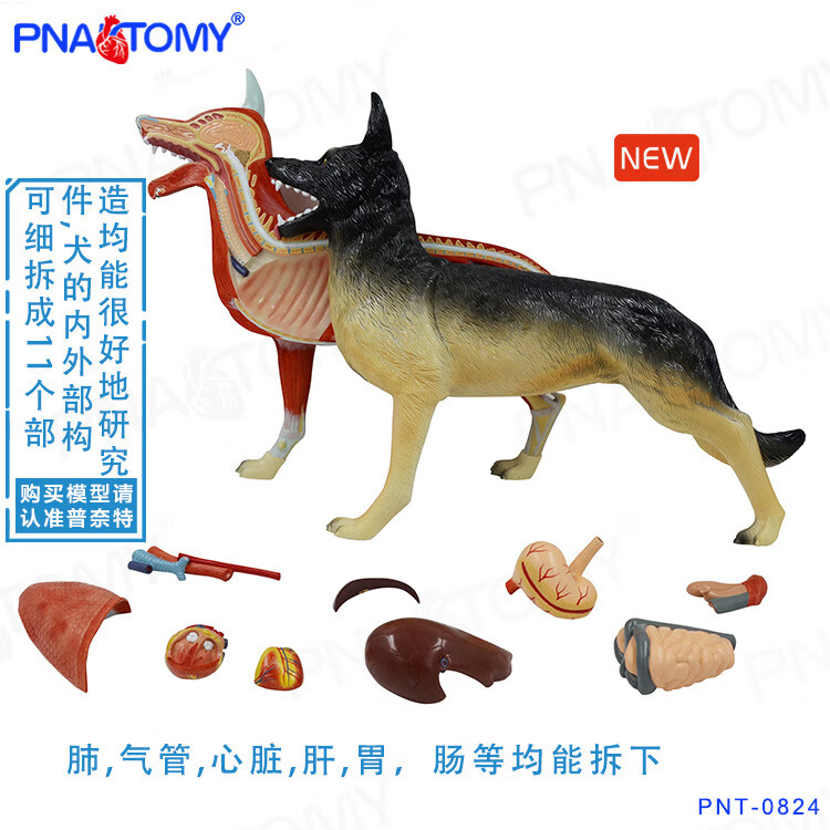 可拆卸兽医畜牧狗解剖模型 狗器官 狗肌肉解剖 兽医畜牧宠物医院教学