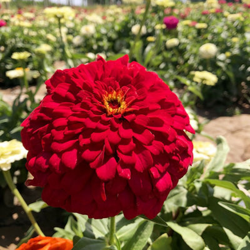 波斯菊野花组合四季易活室外混色阳台庭院花卉种籽花子 红色百日草