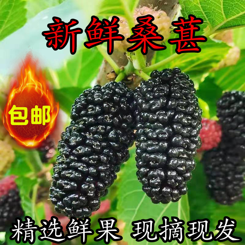 顺丰直达 新鲜桑葚果现摘现发黑桑椹孕妇零食酵素泡酒桑果应季鲜果 坏