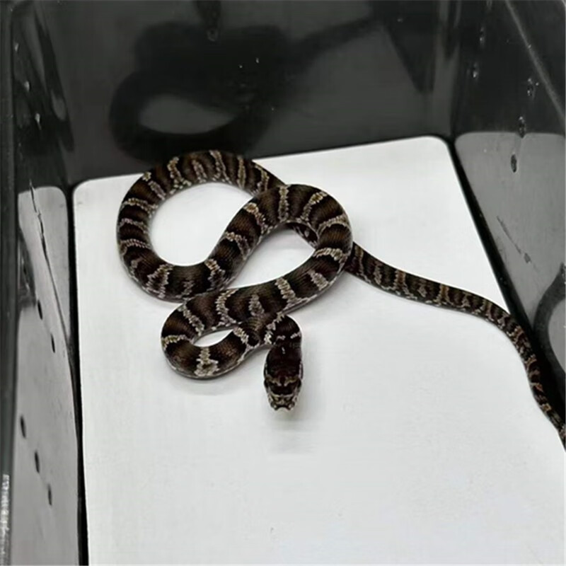 蛇活物真蛇宠物蛇黑王爬宠幼体翠青异宠宠物白化蛇宠无毒金边 棕黑苗