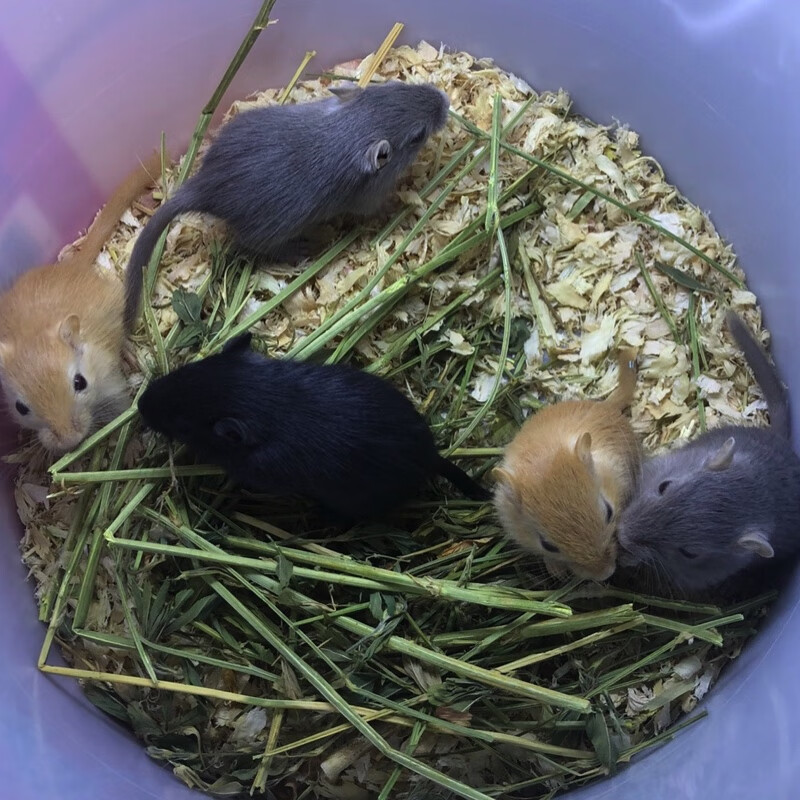 家养蒙古沙鼠迷你小龙猫网红小宠懒人宠物易饲养适合家养的小动物 纯