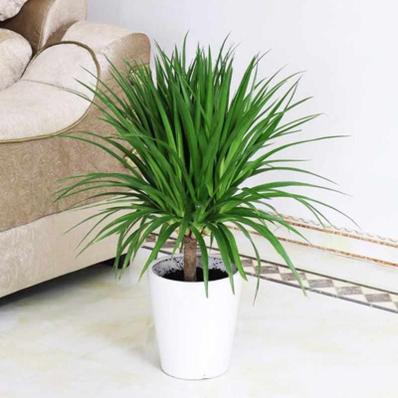 龙须树盆栽龙须铁龙须兰龙血树室内客厅大型盆栽绿植花卉 60cm左右高.