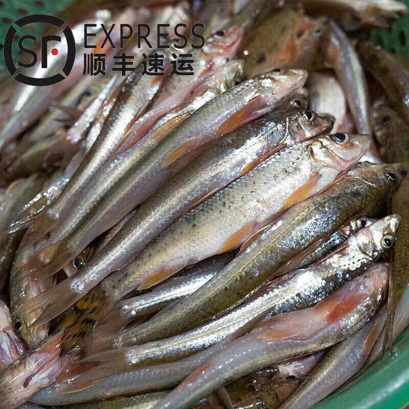 够印新鲜小河鱼船钉子鱼沙锥鱼棍子鱼小杂鱼沙丁鱼长丁鱼沙勾鱼去 净