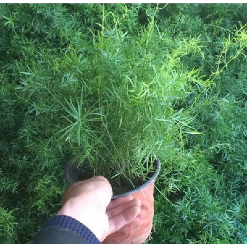 睿格达室内花卉阳台盆栽植物 垂吊天门冬花苗  水培水竹 小绒松 天门