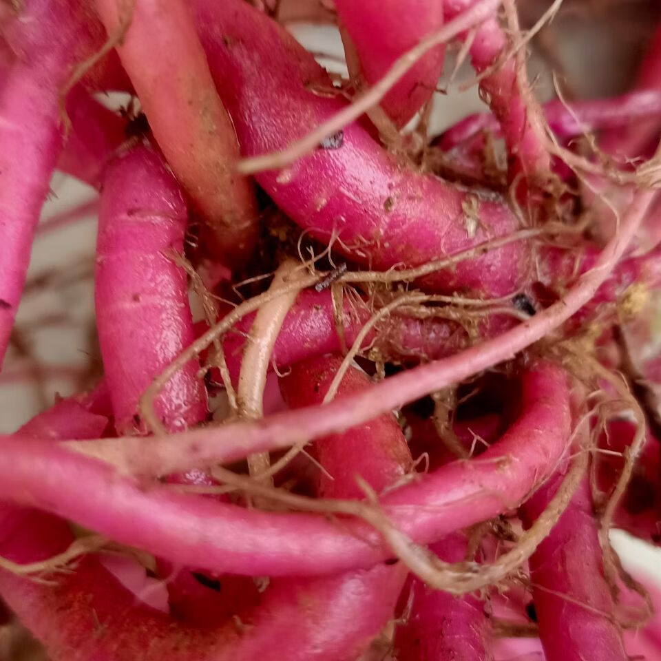 贵州纯野生红牛膝鲜货牛膝草牛克膝中草药材倒钩草下单京東i自營 250