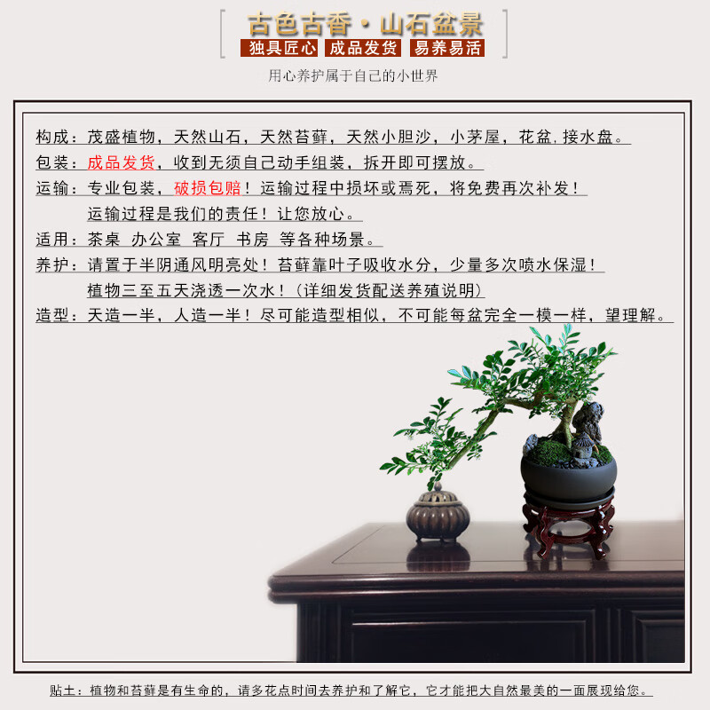 九里香盆栽中式盆景悬崖造型小老桩办公室内驱蚊绿植花卉书桌植物 悬崖式九里香(紫砂盆) +木架 整套成品（山石苔藓，带盆种好）