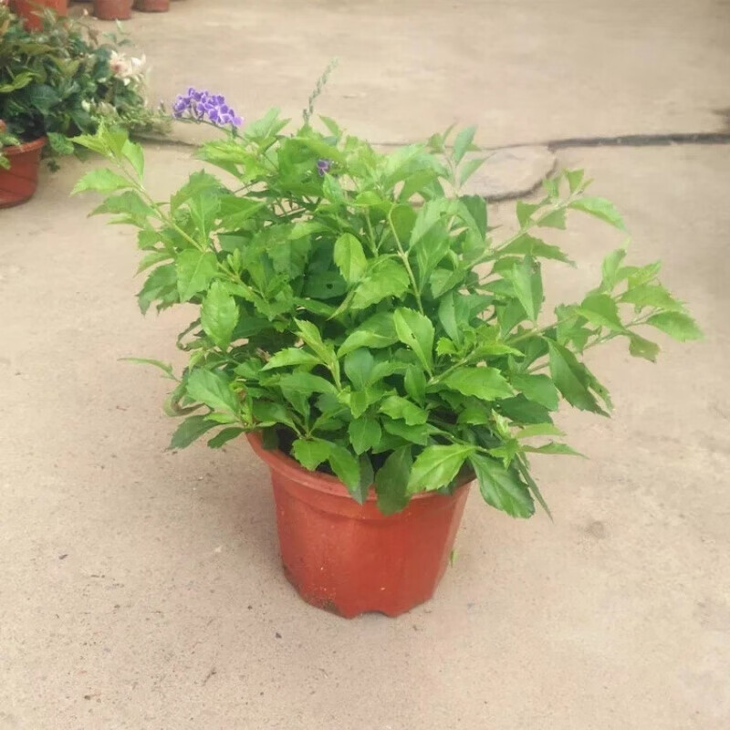醉春木阳台室外植物蕾丝金露花开花盆栽香水连翘紫色木本花卉绿植带