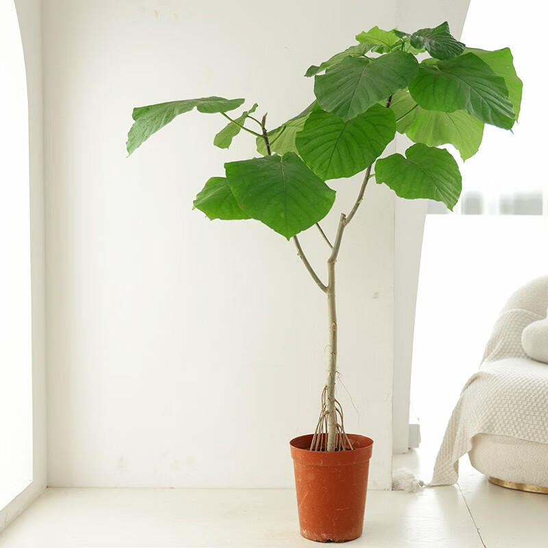 爱心榕盆栽日本心叶榕树观叶植物网红家庭绿植室内客厅落地耐阴 高130