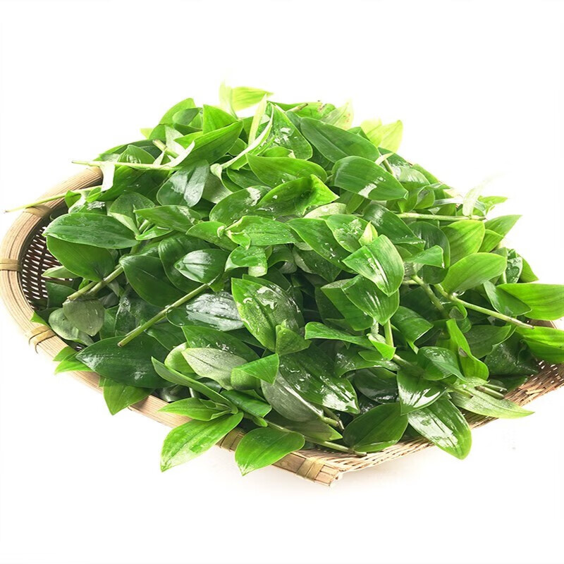 zxc石斛苗新鲜食用 煲汤清炒 现摘现发 酒店特色菜 1斤