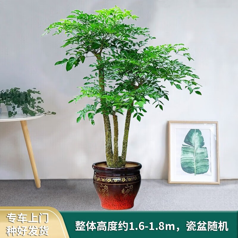 大型绿植的价格行情与趋势|大型绿植价格走势图