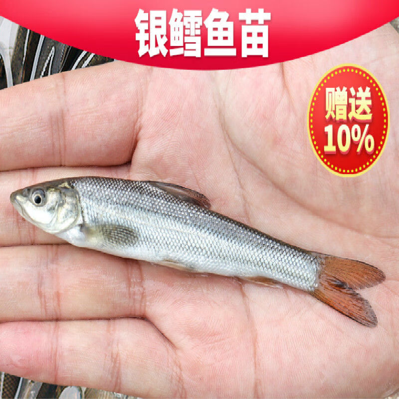 银鳕鱼淡水养殖食用大鳞鲃淡水银雪鱼观赏鱼草鱼活鱼小鱼 4-6厘米10条