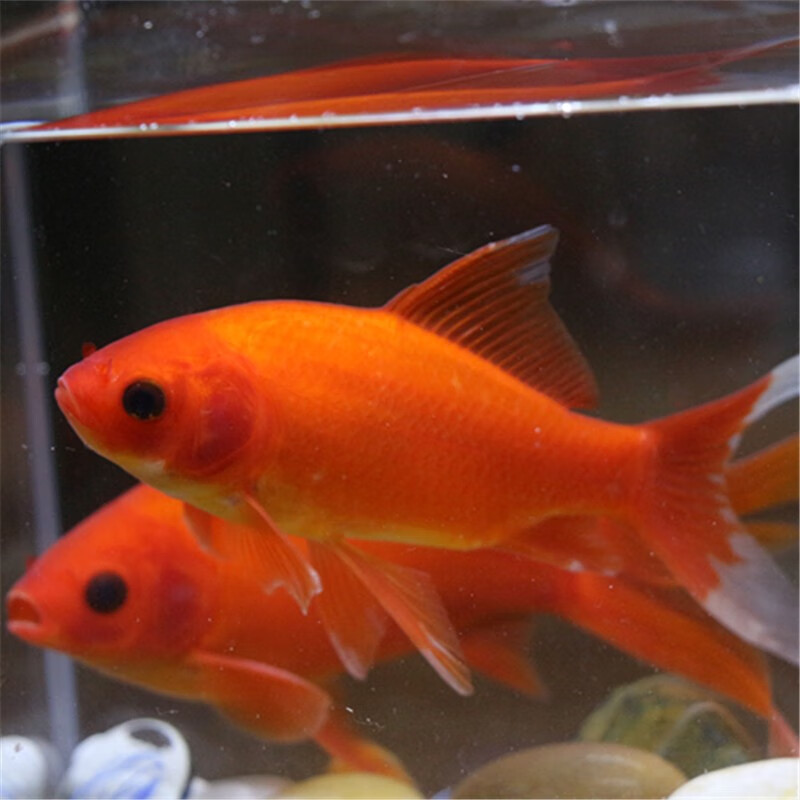 贝冠奇冷水观赏鱼红鹦鹉血鹦鹉葡萄眼黑眼金鱼冷水鹦鹉鱼活体活鱼 冷水鹦鹉4条 12-15cm