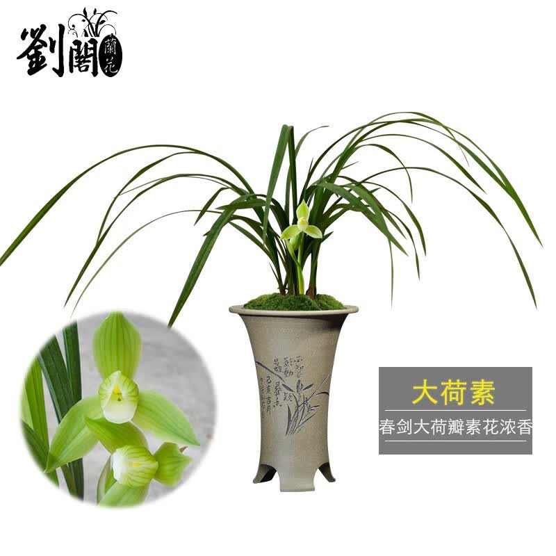 刘阁兰花苗 春剑荷瓣素花 大荷素 现带花苞出售室内阳台好养花卉盆栽