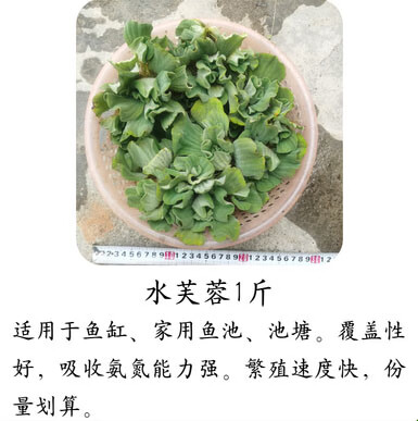 蜈蚣草 相关京东优惠商品排行榜 3 价格图片品牌优惠券 虎窝购