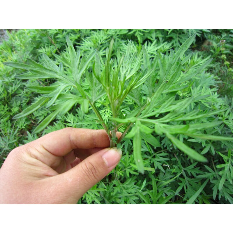 嫩个现做现发湖南特产食用艾草青团手工制作艾叶糍粑清明果蒿子粑粑z