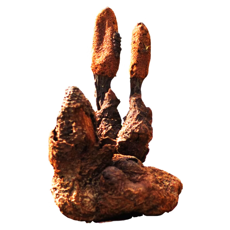 续阳草正宗顶天柱500g新货回春草锁阳男士泡茶泡酒料非中药材