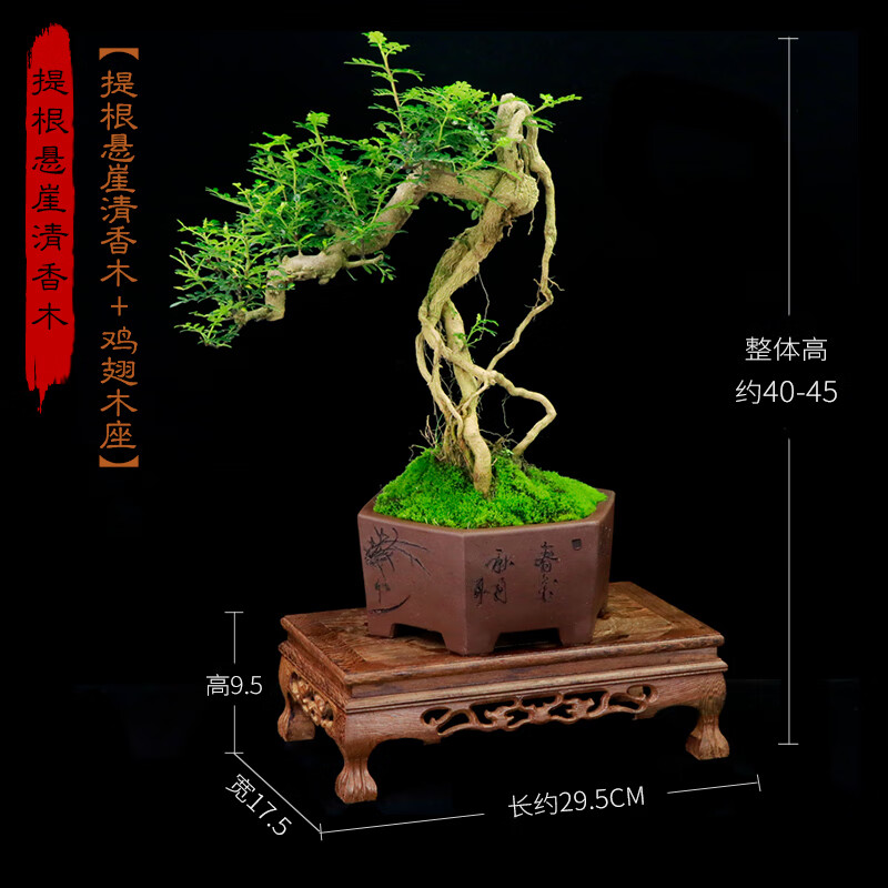 高提根清香木水横枝盆景悬崖造型老桩植物办公室客厅胡椒木盆栽 高