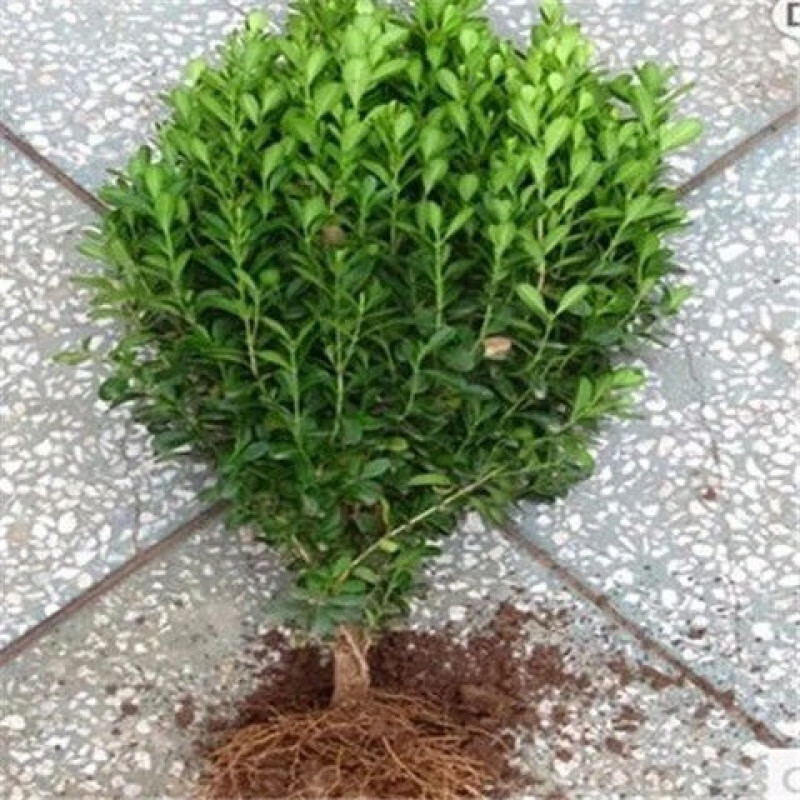 万年青绿植盆栽地栽瓜子黄杨冬青树苗冬青球床苗大叶黄杨篱 黄杨高20