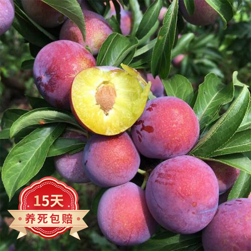 五月脆李子树苗 凤凰李苗 早熟一点红四川嫁接脱骨李子苗 川果苗木盆栽地栽庭院阳台果树苗 4年嫁接苗当年结果使用感如何?