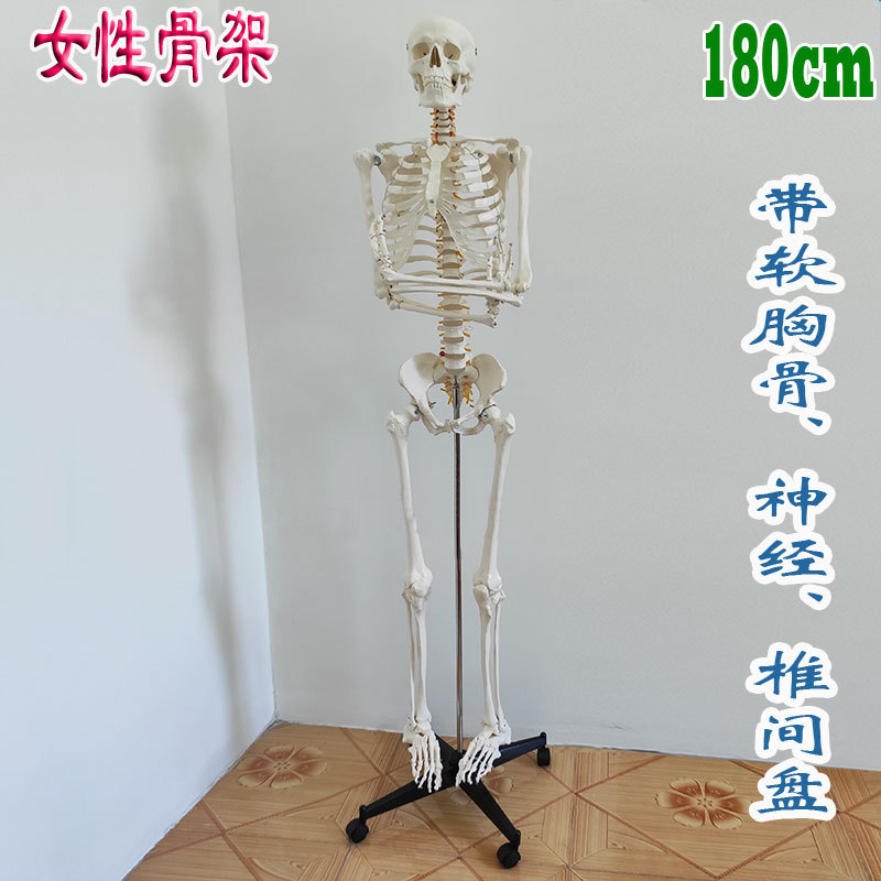 180cm人体骨骼模型医学教具鬼屋骷髅人道具骨架玩具人体模型 180女性