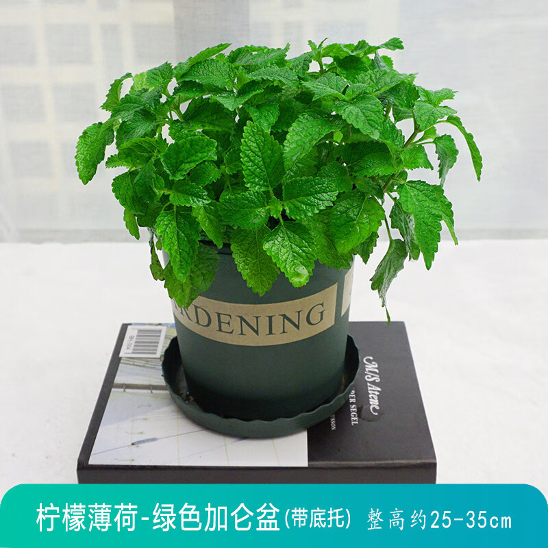 防蚊净化空气绿植艾草薄荷天竺葵清香木食虫草 柠檬薄荷-绿色加仑盆