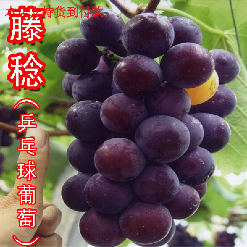 种植盆栽地载爬藤巨峰葡萄苗品种全当年结果葡萄 乒乓球葡萄 3年苗