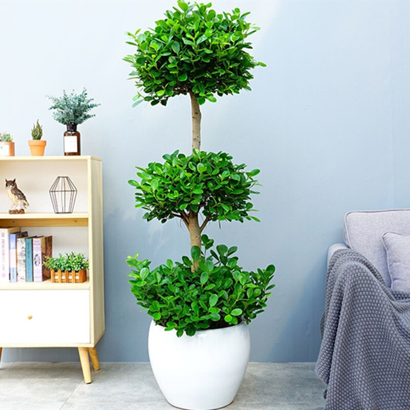 查大型绿植价格走势App|大型绿植价格比较