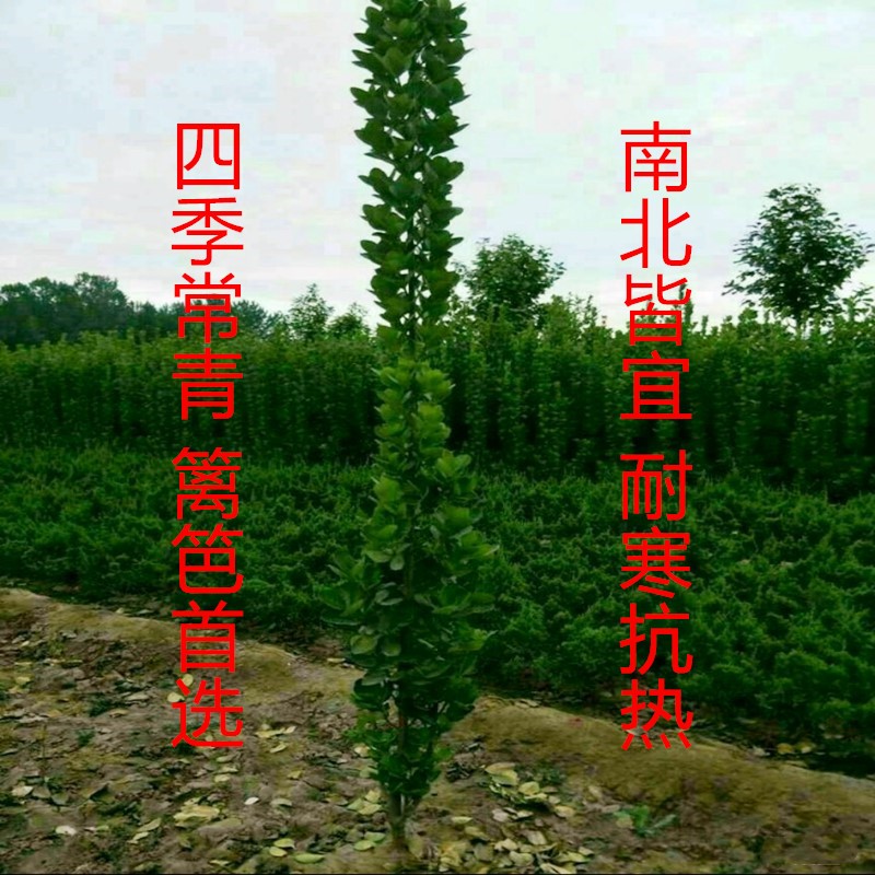 心头肉四季常青万年青耐寒绿篱笆围墙植物法国直立冬青黄杨树苗 四季