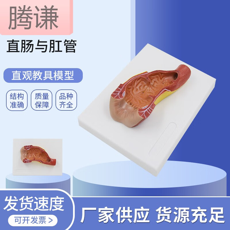 直肠与肛管消化人体解剖模型肠道解剖生物教学模型 物教学模型