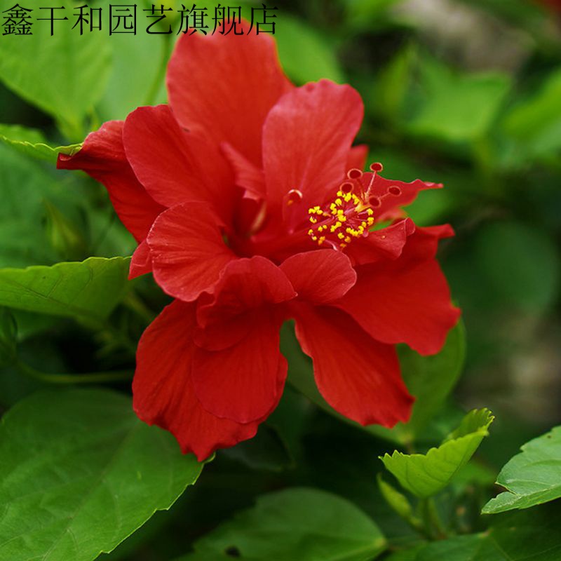 扶桑桑叶牡丹多花色带花发货大花重瓣室内庭院绿色花卉植物盆栽 重瓣