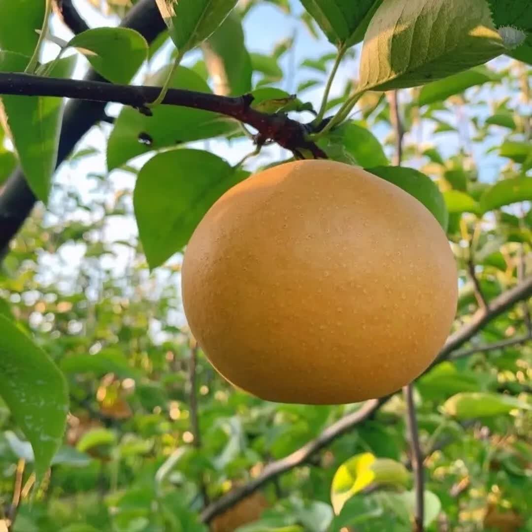 京橙美锦山东莱阳秋月梨新鲜水果梨子当季水果皮薄超甜雪梨特产礼物整箱 净重5斤果王【约5-7枚】