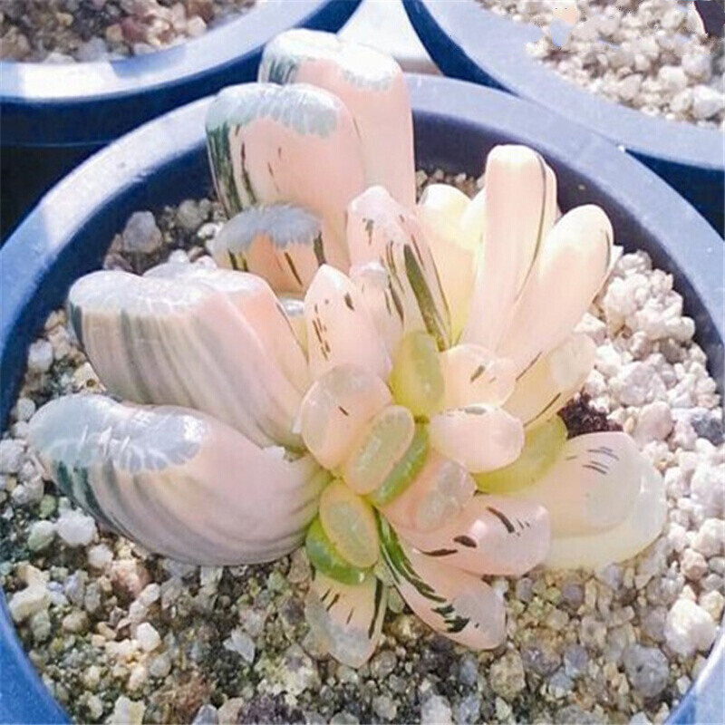 多肉植物白斑锦多肉玉扇万象十二卷玉露苗生石花绿植盆栽花卉 白斑