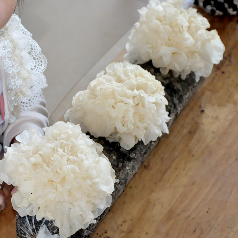 茗羽珺玥 银耳雪耳蘑菇种植菌包阳台种蘑菇菌种菌种菇棒家庭室内种植