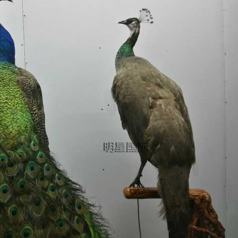 仿真动物标本 鸟标本手工艺品家居客厅装饰品摆件教学 母蓝孔雀标本