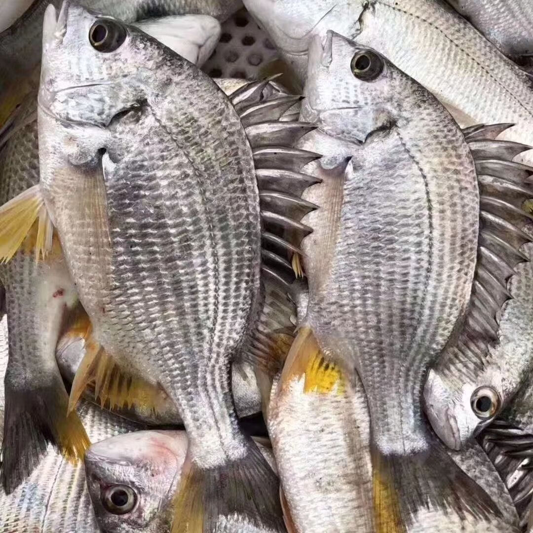 鲜活黄翅鱼野生新鲜海鱼冰鲜黄腊鱼黄鲷鱼饭店直供黄立鱼当季 450g