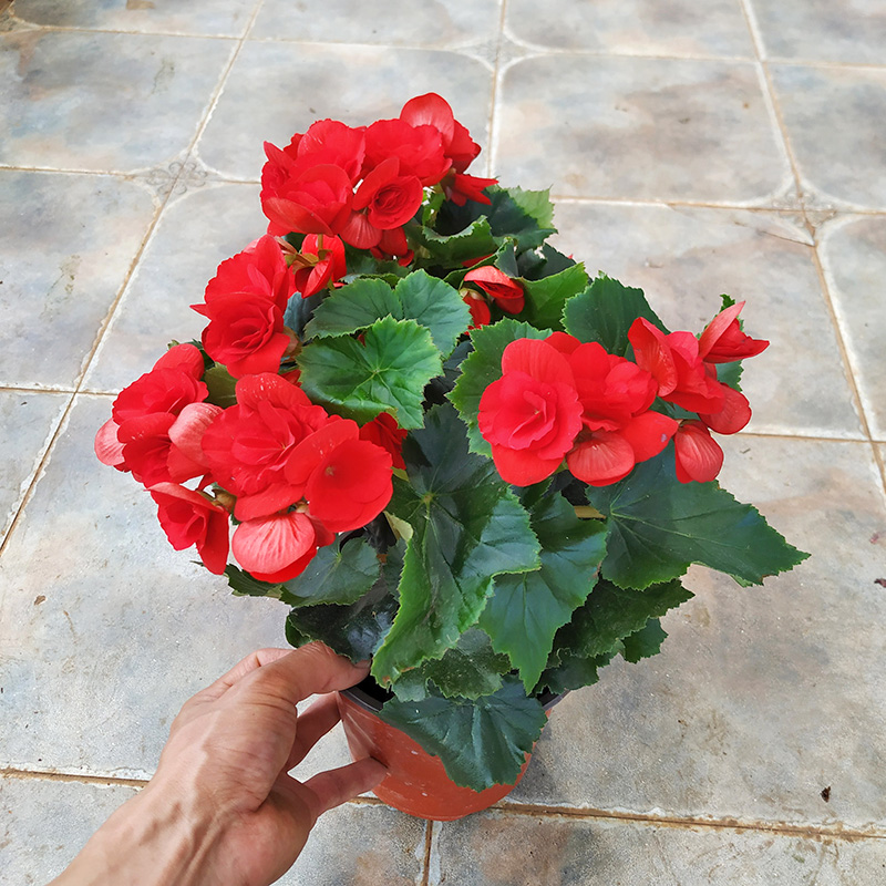 丽格海棠盆栽带花苞四季开花不断室内阳台好养花卉植物重瓣花苗 红色