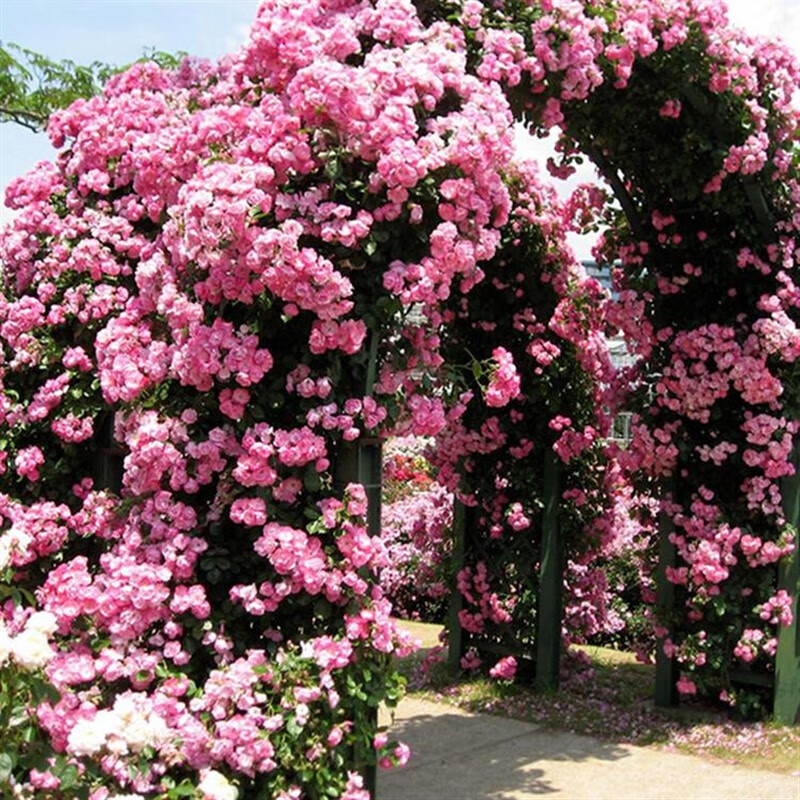 拱门 花柱月季花苗四季浓香大花蔷薇苗盆栽室内室外耐寒植物 安吉拉