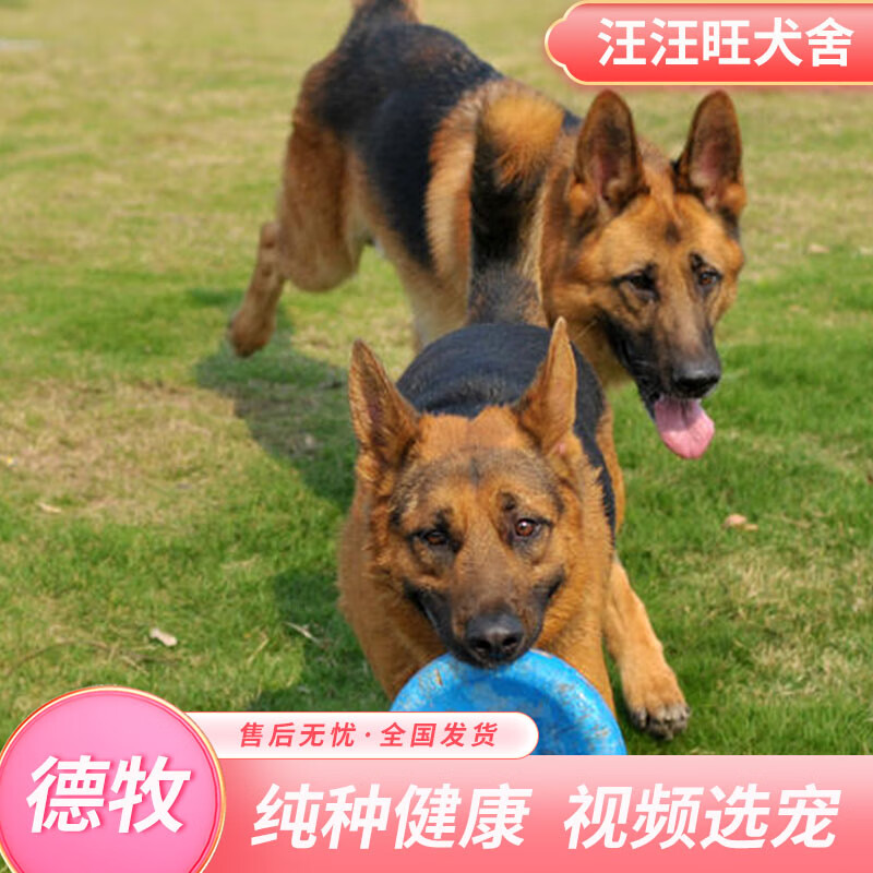 德牧 德国牧羊犬幼崽狗狗活体 联系客服视频挑选 宠物级 公德牧犬1只