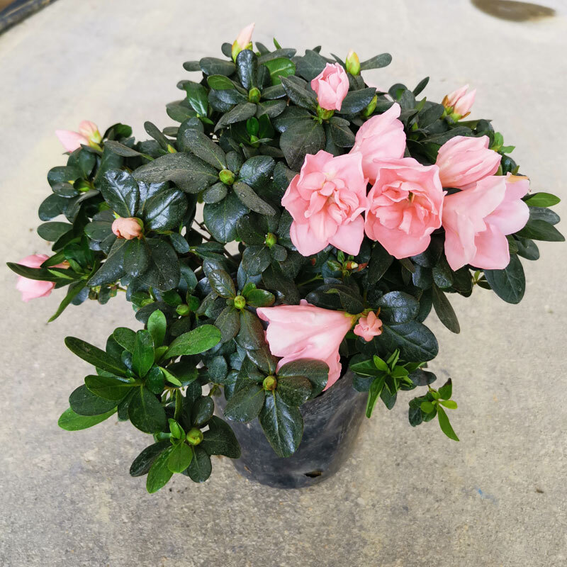 红色四季杜鹃花盆栽老桩带花苞木本花卉多年生长花园阳台净化空气 小