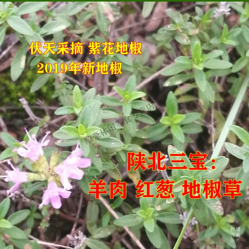 地椒150g 地椒叶地椒草百里香陕北炖羊肉去膻调料吴起