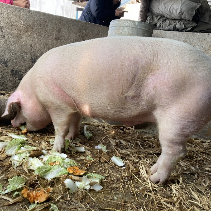 虎钢馋土猪棒骨 新鲜带肉3斤现宰笨猪筒骨大骨头带骨髓土猪肉 全国
