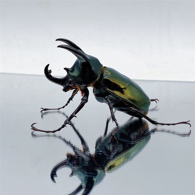 莱羡朵南洋大兜虫独角仙高卡萨斯大兜虫锹形虫兜虫甲虫自然教育 l3龄