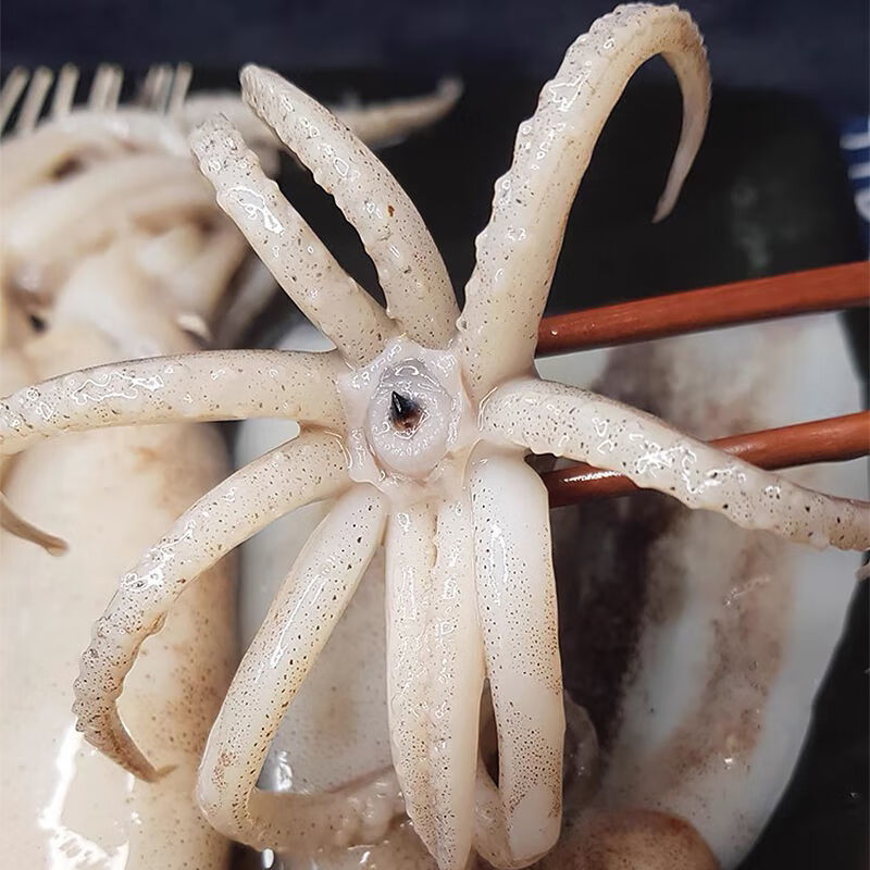 峰山大鱿鱼鲜活整只新鲜海鲜水产烧烤食材生鲜冷冻阿根廷枪乌贼大鱿鱼