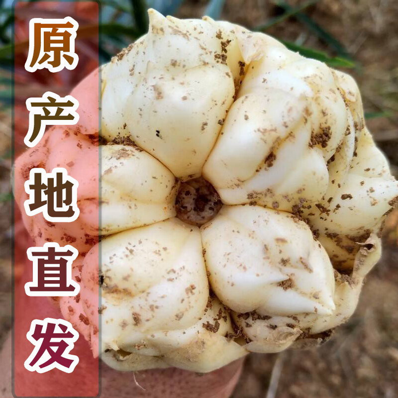 乐佳萱湖南省龙山新鲜百合现挖食用特产级生白湘西卷丹大果 500g 6头
