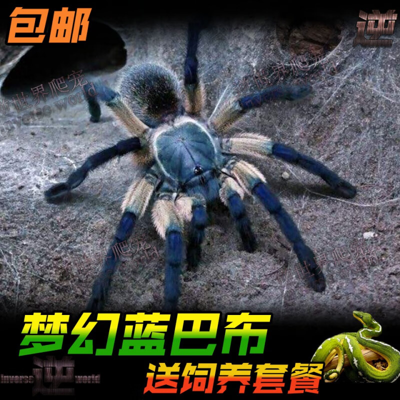 梦幻蓝巴布索科特拉蓝巴布1-12厘米公母大幼体群养信新手可养好养