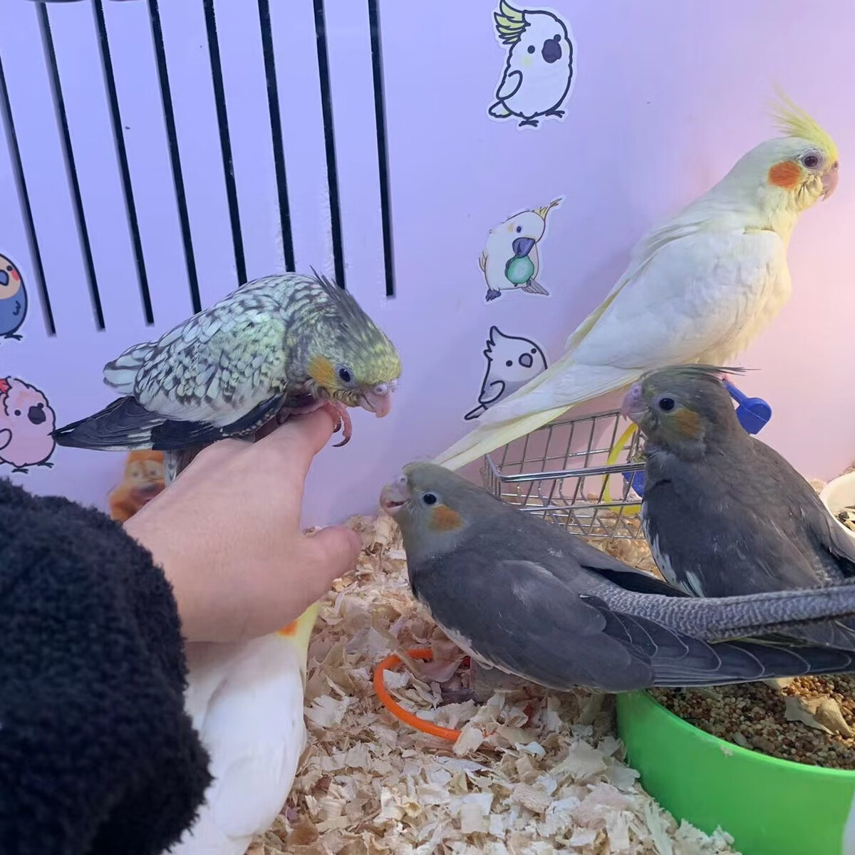 蝶贡玄凤鹦鹉纯手养玄凤鹦鹉黄化珍珠原始灰断奶半毛幼雏鸟宠物家养